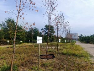 У сквері Тарасова в Запоріжжі з’явиться молодіжний простір із лавками: людей запрошують на толоку