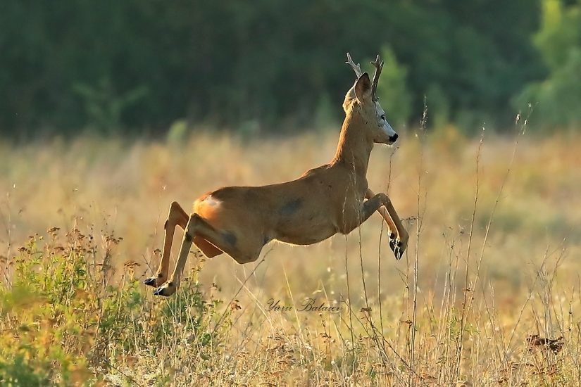 В Запорожье на Хортице действует «сезон тишины»: известны даты 2026