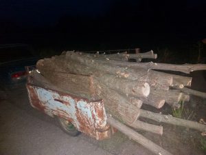 Понад 10 тис. грн шкоди довкіллю: на Запоріжжі зафіксували незаконні дії в лісосмузі