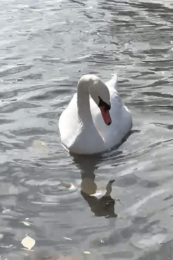 В Запорожье в Дубовом роще погиб лебедь: причина