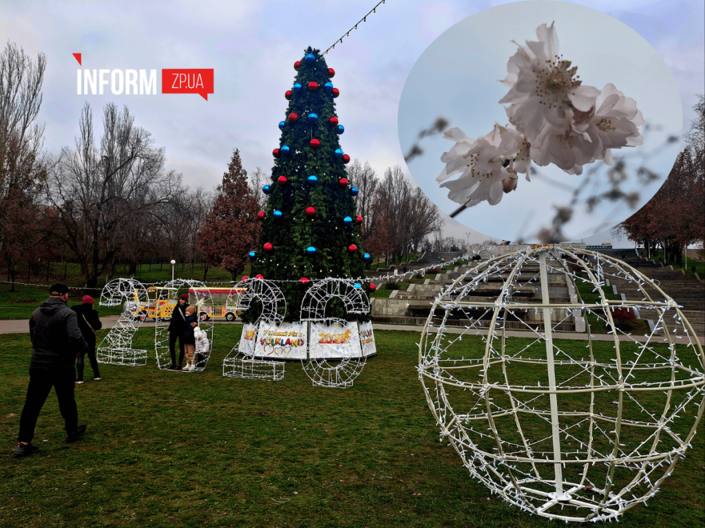 У Вознесенівському парку Запоріжжя роквітла алея сакур в грудні