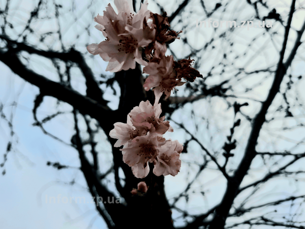 У Вознесенівському парку Запоріжжя роквітла алея сакур в грудні