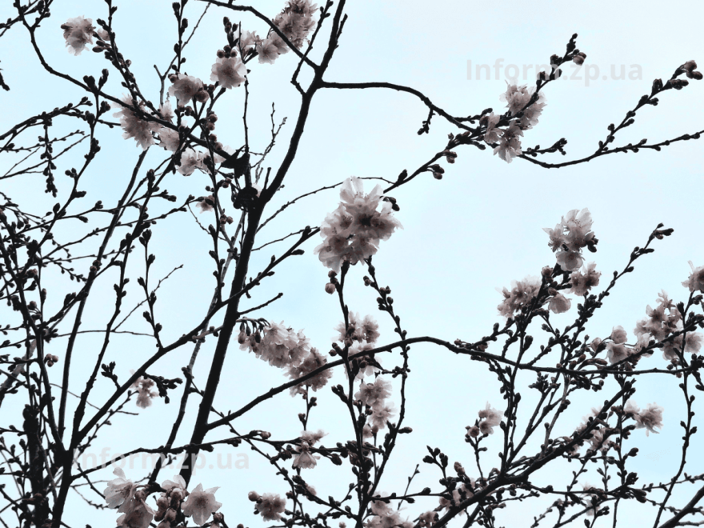 У Вознесенівському парку Запоріжжя роквітла алея сакур в грудні