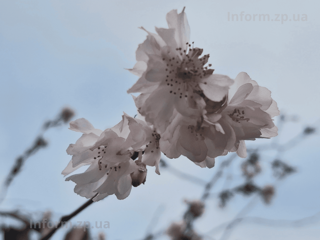 У Вознесенівському парку Запоріжжя роквітла алея сакур в грудні