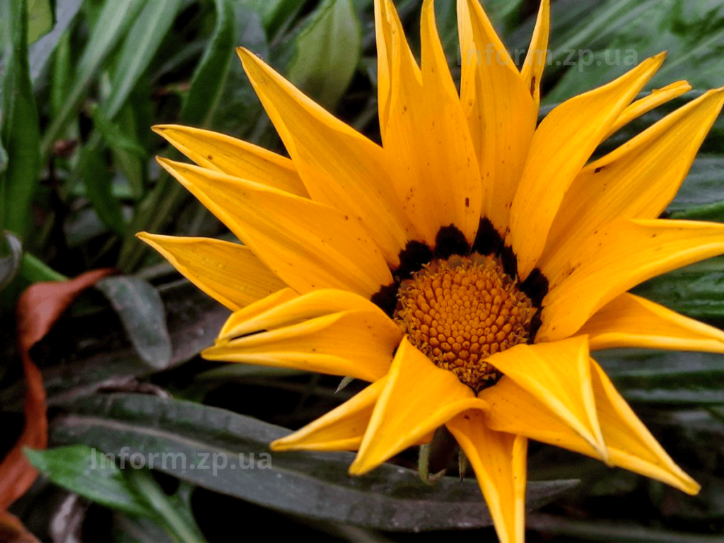 У Вознесенівському парку Запоріжжя роквітла алея сакур в грудні