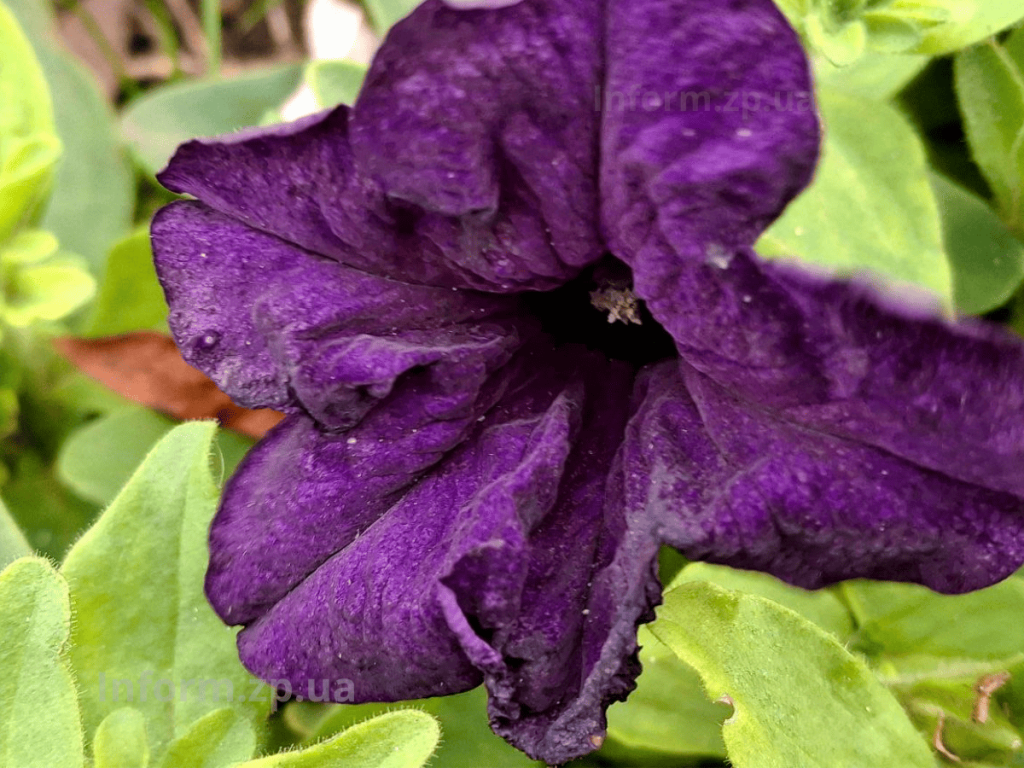 У Вознесенівському парку Запоріжжя роквітла алея сакур в грудні