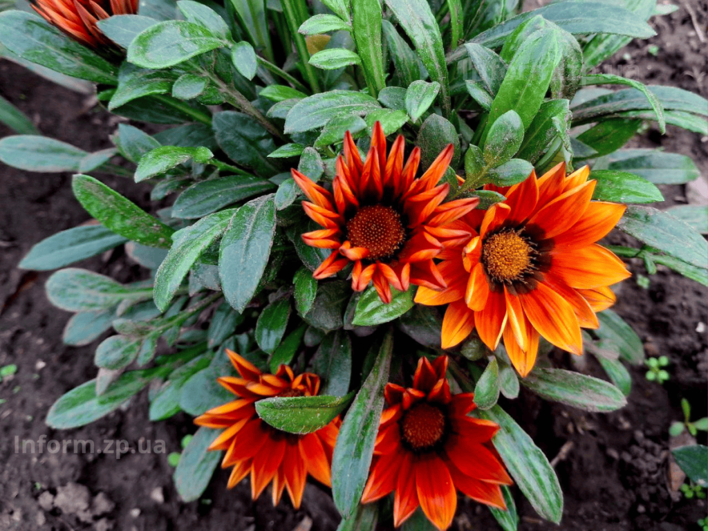 У Вознесенівському парку Запоріжжя роквітла алея сакур в грудні