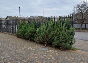 В Запорожье проверили ёлочные базары: есть ли нарушения