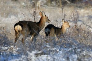 С заботой о дикой природе: на Хортице подкармливают животных (ФОТО)