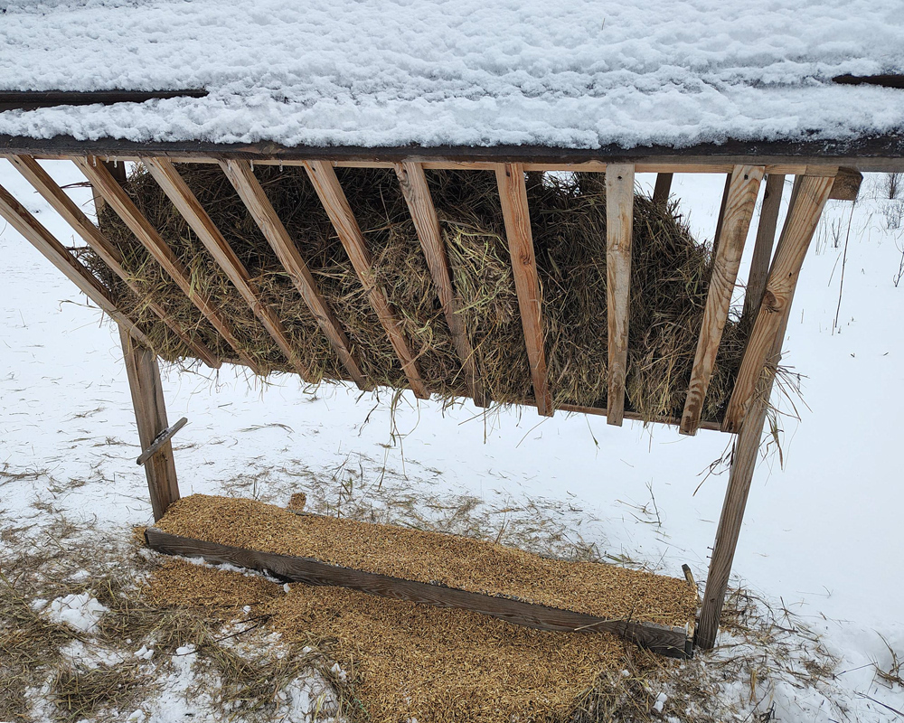 С заботой о дикой природе: на Хортице подкармливают животных (ФОТО)