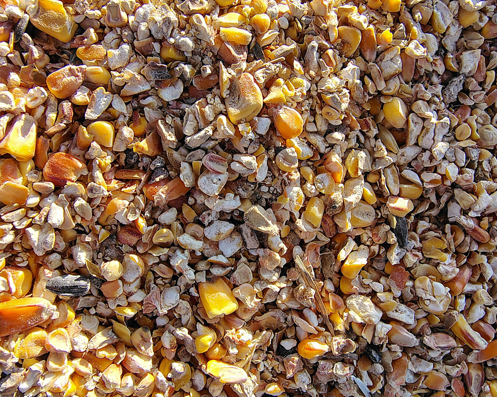 С заботой о дикой природе: на Хортице подкармливают животных (ФОТО)