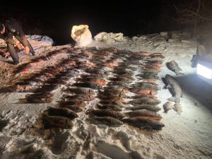 В Запорожской области браконьеры выловили рыбы более чем на полмиллиона гривен: детали