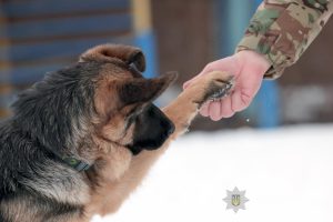 У кінологічному центрі запорізької поліції готують нових службових собак