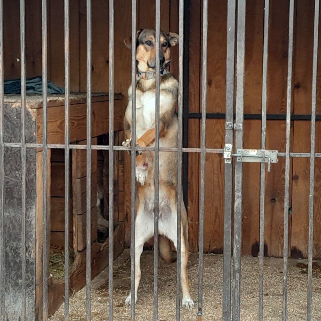 В Запорожье специалисты облэнерго помогли отремонтировать приют после обстрела (ФОТО)