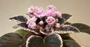 Цветущие фиалки в начале весны: в Запорожье открылась выставка цветов (ФОТО)