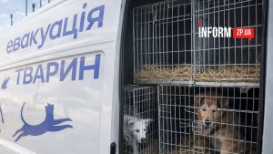 «Каждое животное как ребенок»: история эвакуации 103 животных из прифронтовой Камышевахи