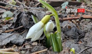 У Запоріжжі посилюють контроль за продажем квітів: кого можуть оштрафувати