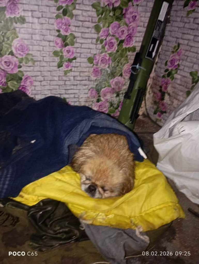 Як у Запоріжжі відновлюють притулок для тварин після обстрілів