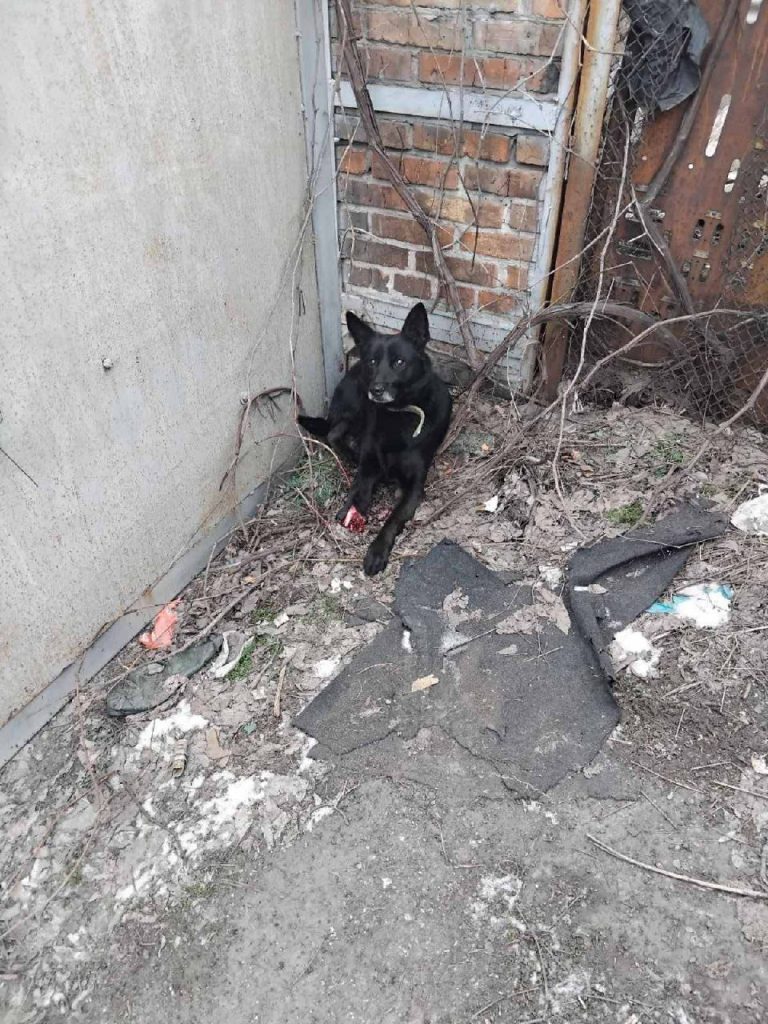 Як у Запоріжжі відновлюють притулок для тварин після обстрілів