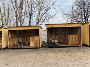 У Запоріжжі притулок «Дай лапу, друже» вдруге постраждав від російської атаки: що відомо