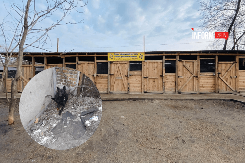 Як у Запоріжжі відновлюють будинок притулок для тварин після обстрілів