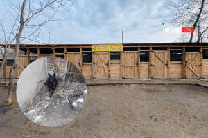 «Не можемо виїхати в поле чи село»: як у Запоріжжі відновлюють притулок для тварин