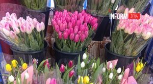 Квіти на 8 Березня: скільки коштують у Запоріжжі (ФОТО)