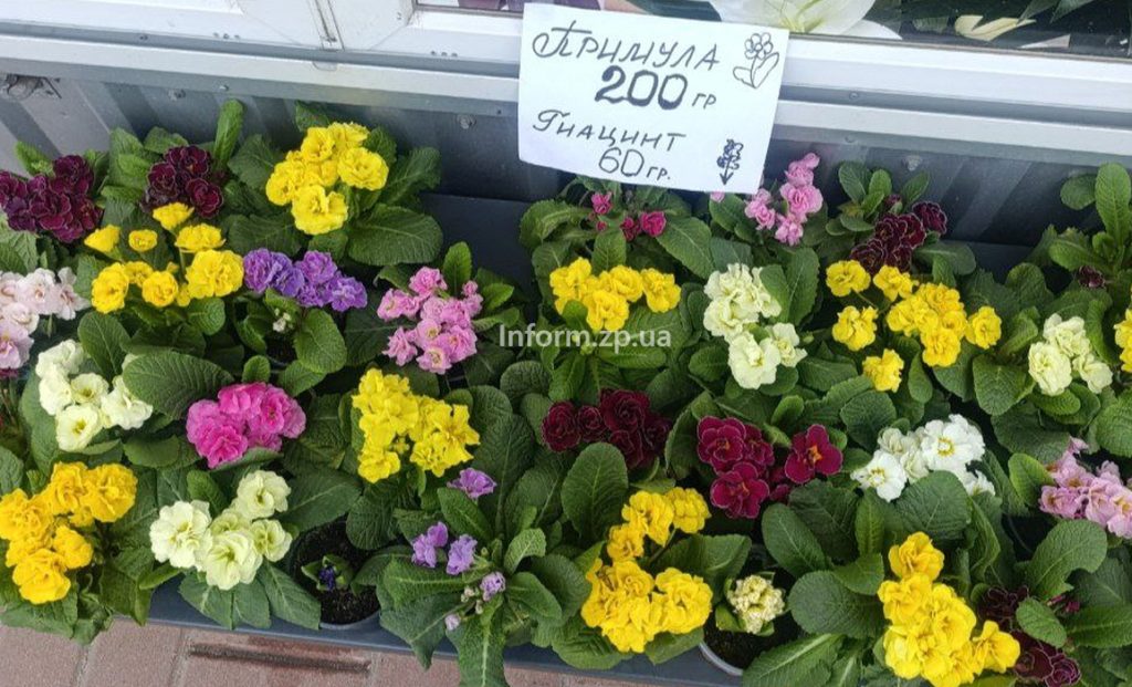 Цветы на 8 Марта: сколько стоят в Запорожье (ФОТО)