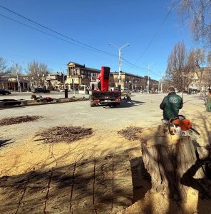 В Запорожье проверили работы по удалению деревьев на Площади Художников