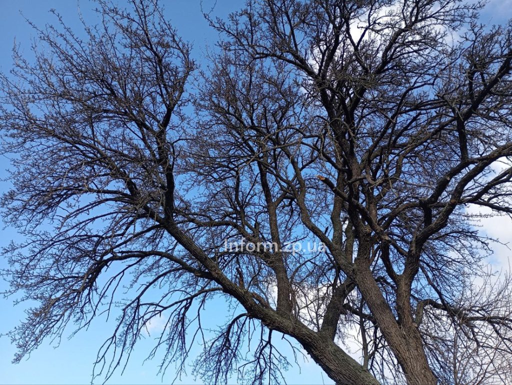 «Тарасова груша» в Запорожье: как выглядит памятка природы (ФОТО)