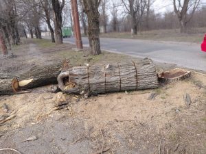 Збитки на понад 1000 гривень: у спальному районі Запоріжжя спіймали «лісорубів»