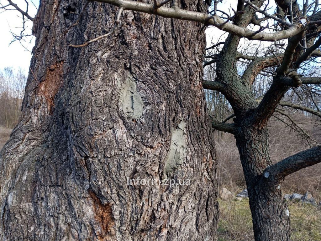 «Тарасова груша» в Запорожье: как выглядит памятка природы (ФОТО)