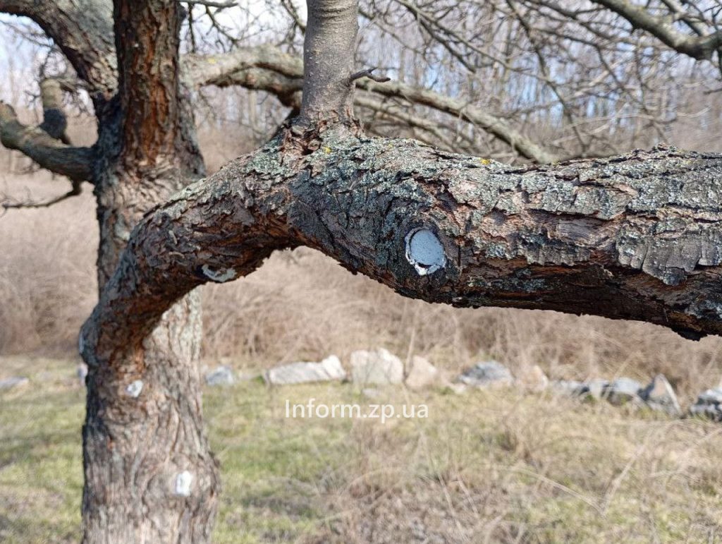 «Тарасова груша» в Запорожье: как выглядит памятка природы (ФОТО)