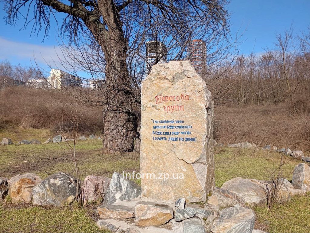 «Тарасова груша» в Запорожье: как выглядит памятка природы (ФОТО)