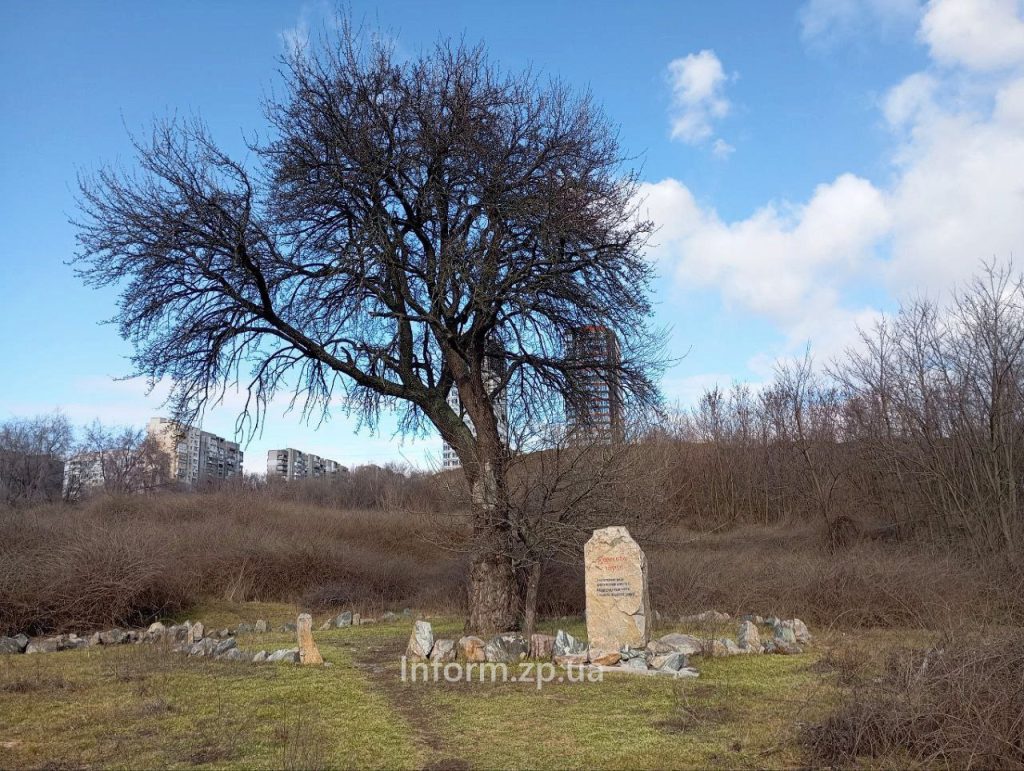 «Тарасова груша» в Запорожье: как выглядит памятка природы (ФОТО)