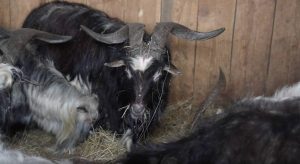 З Оріхова евакуювали 16 козлів, бо власник не хотів їх залишати, – Суспільне