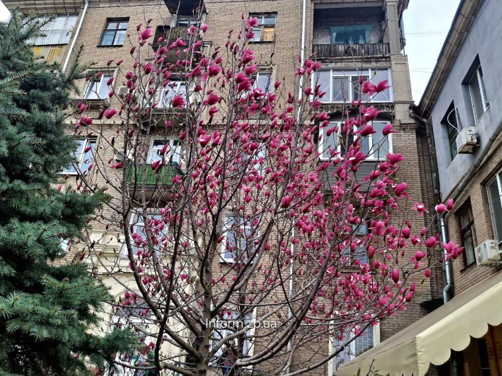 У Запоріжжі на бульварі Шевченка розквітли магнолії 