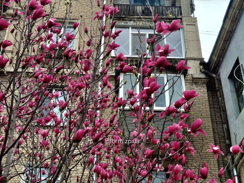 У Запоріжжі на бульварі Шевченка розквітли магнолії 