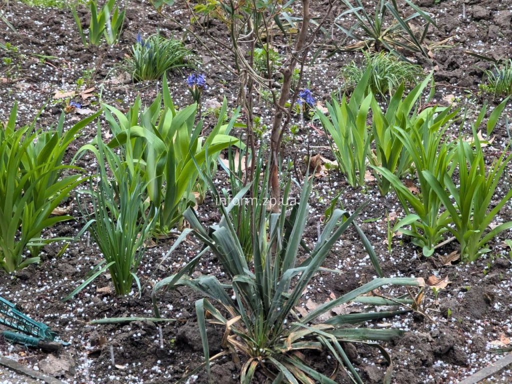 У Запоріжжі вирує негода: град та сильний дощ