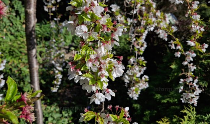 Магнолии, сакуры и первоцветы: весенний фоторепортаж из ботанического сада Запорожья