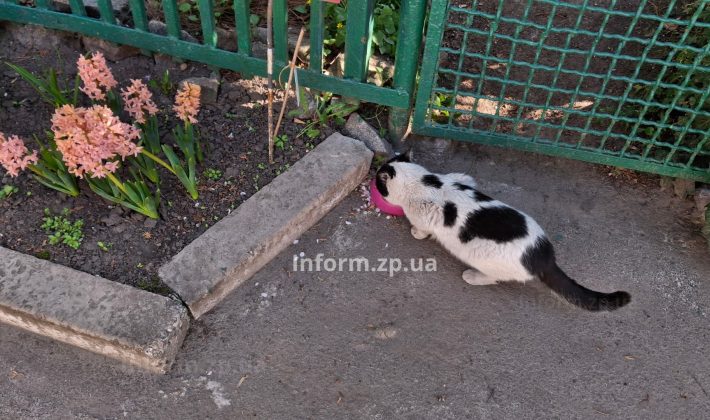 Магнолии, сакуры и первоцветы: весенний фоторепортаж из ботанического сада Запорожья