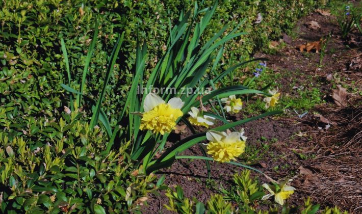 Магнолии, сакуры и первоцветы: весенний фоторепортаж из ботанического сада Запорожья