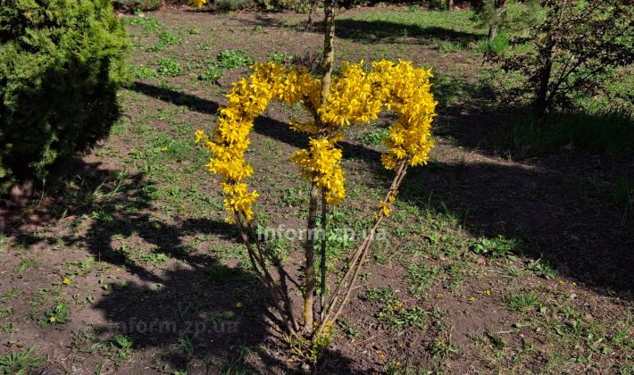 Магнолии, сакуры и первоцветы: весенний фоторепортаж из ботанического сада Запорожья