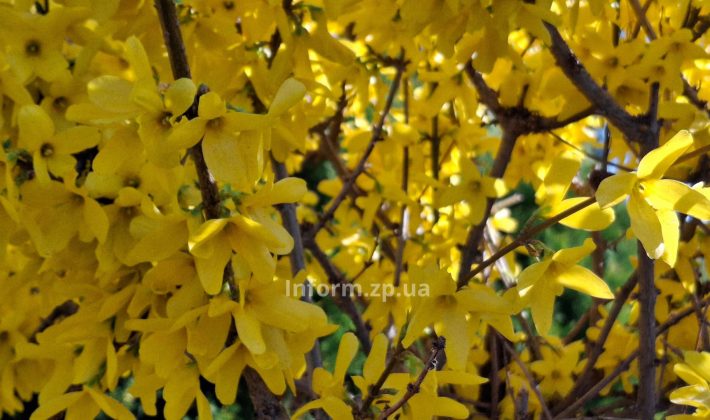 Магнолии, сакуры и первоцветы: весенний фоторепортаж из ботанического сада Запорожья
