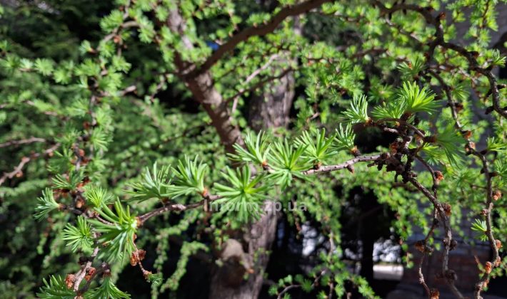 Магнолии, сакуры и первоцветы: весенний фоторепортаж из ботанического сада Запорожья