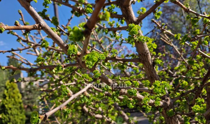 Магнолии, сакуры и первоцветы: весенний фоторепортаж из ботанического сада Запорожья