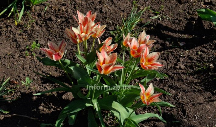 Магнолии, сакуры и первоцветы: весенний фоторепортаж из ботанического сада Запорожья