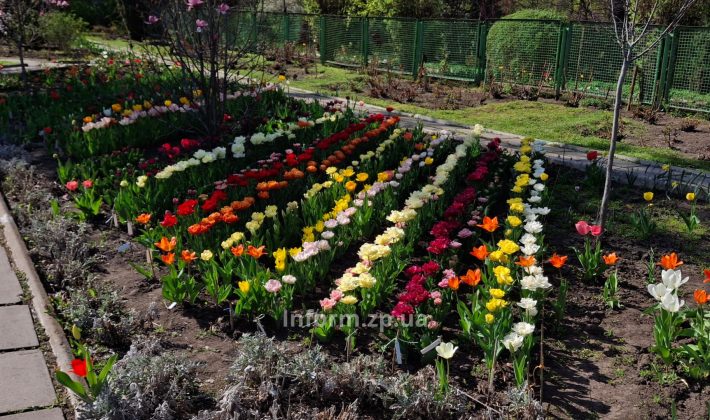 Магнолии, сакуры и первоцветы: весенний фоторепортаж из ботанического сада Запорожья