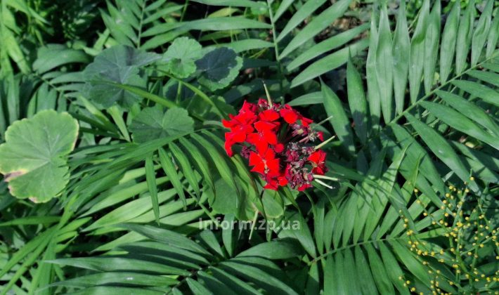 Магнолии, сакуры и первоцветы: весенний фоторепортаж из ботанического сада Запорожья