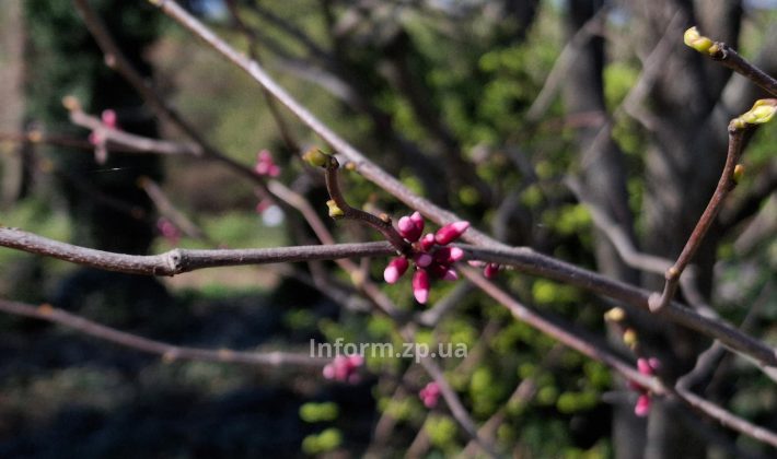 Магнолии, сакуры и первоцветы: весенний фоторепортаж из ботанического сада Запорожья